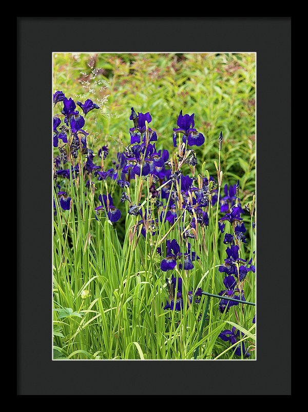 Blue Irises - Framed Print