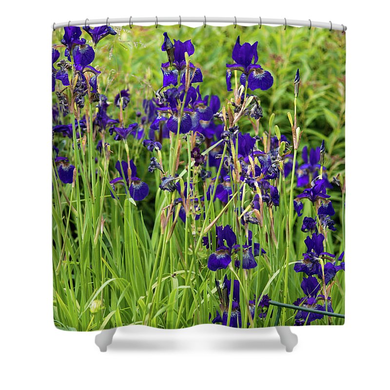 Blue Irises - Shower Curtain