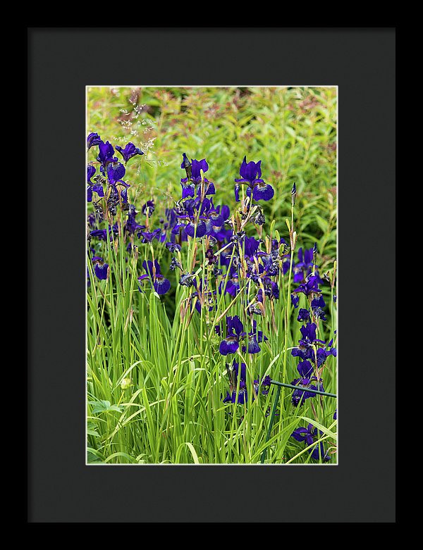 Blue Irises - Framed Print