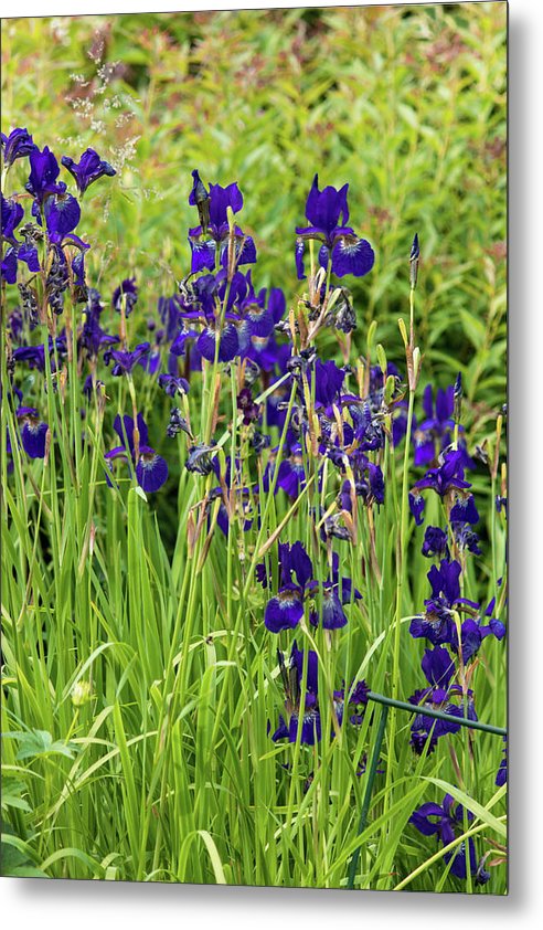 Blue Irises - Metal Print