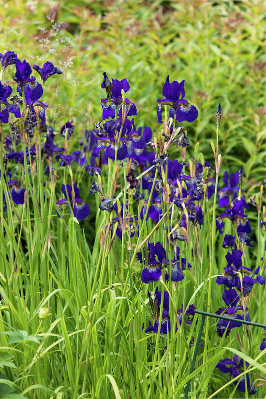 Blue Irises - Art Print