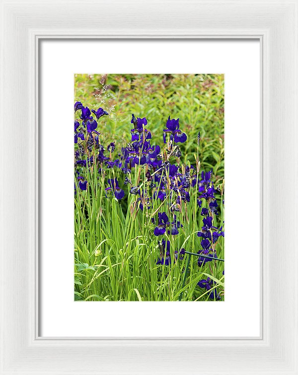 Blue Irises - Framed Print