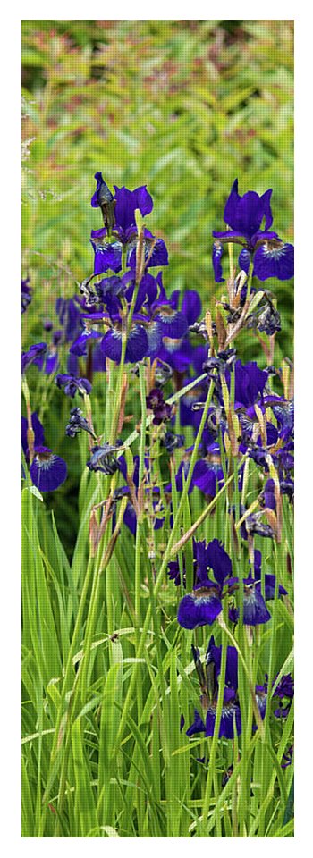 Blue Irises - Yoga Mat