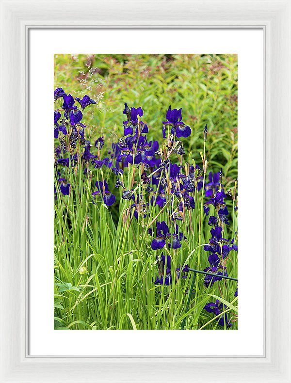 Blue Irises - Framed Print