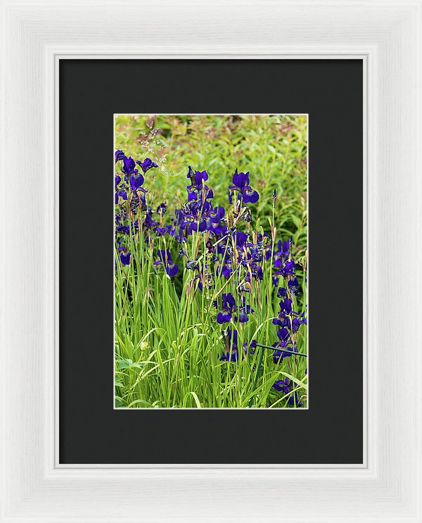 Blue Irises - Framed Print