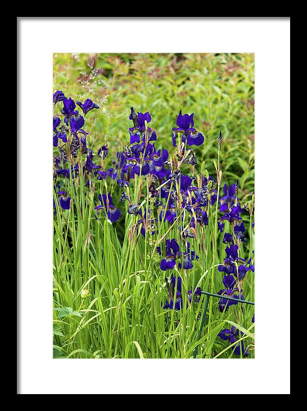 Blue Irises - Framed Print