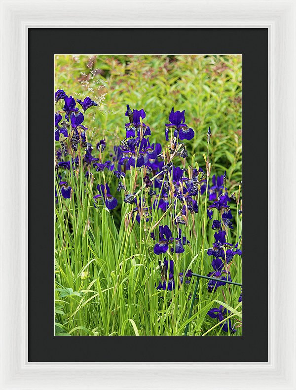 Blue Irises - Framed Print