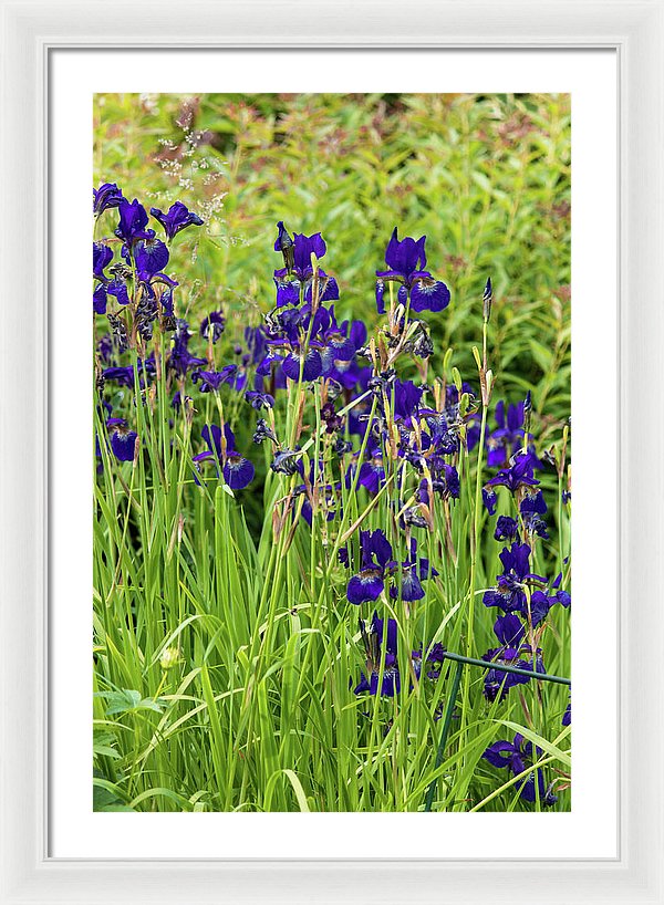 Blue Irises - Framed Print