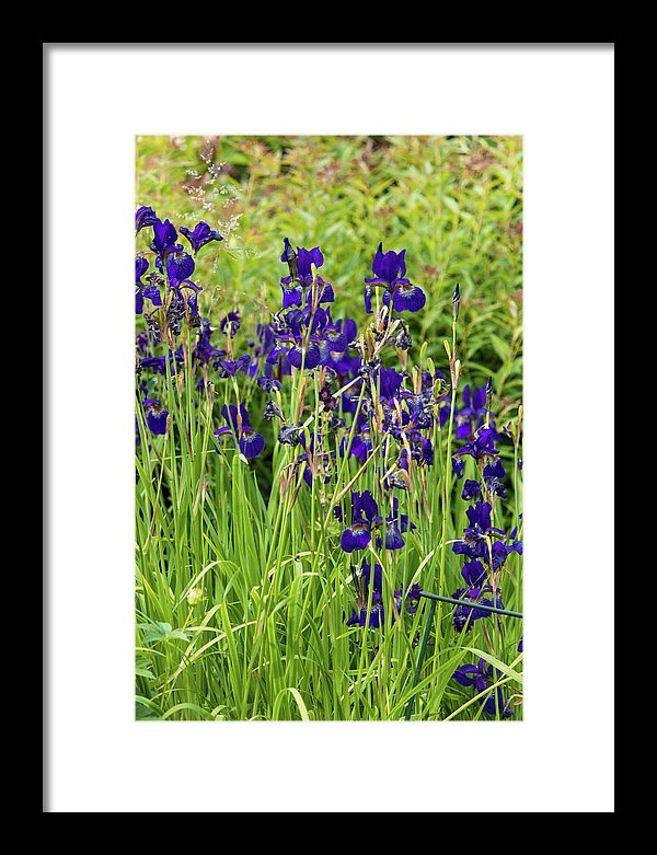 Blue Irises - Framed Print