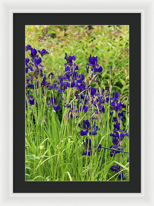 Blue Irises - Framed Print