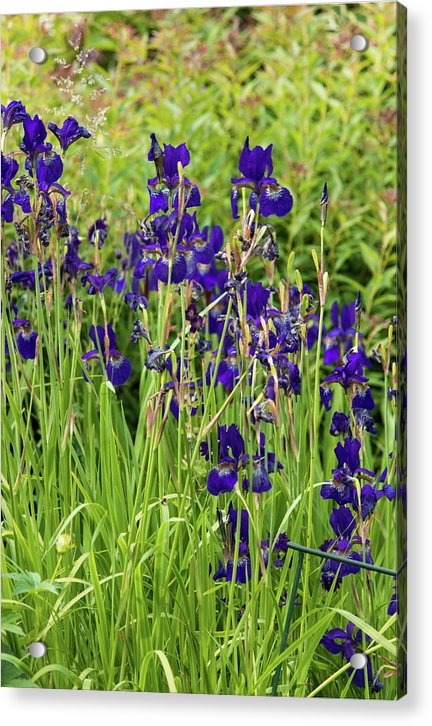 Blue Irises - Acrylic Print