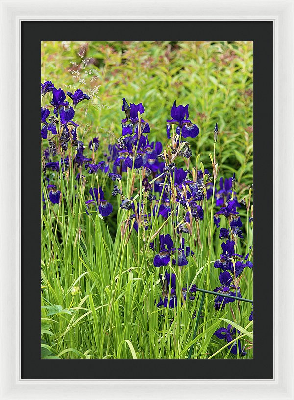 Blue Irises - Framed Print