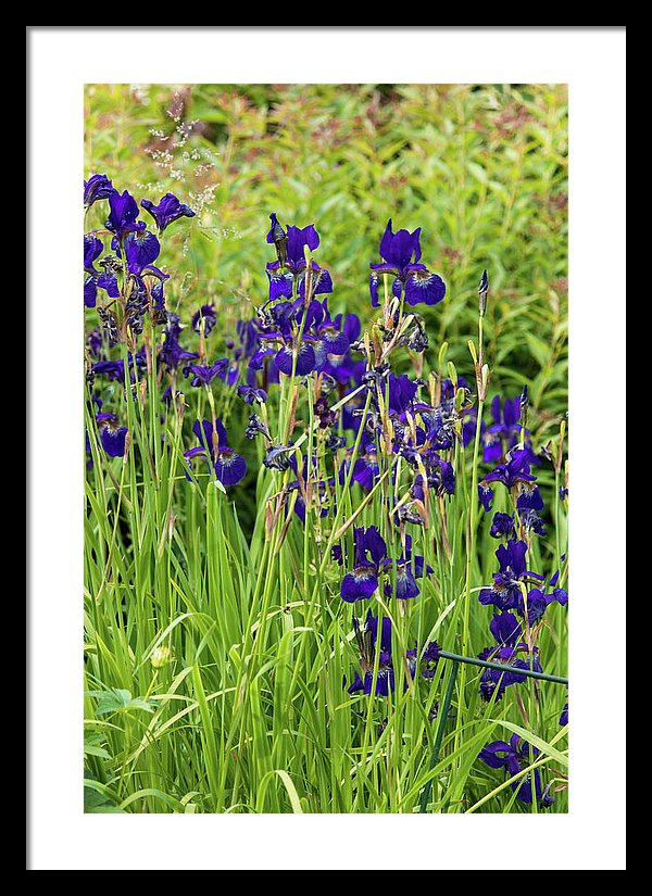 Blue Irises - Framed Print