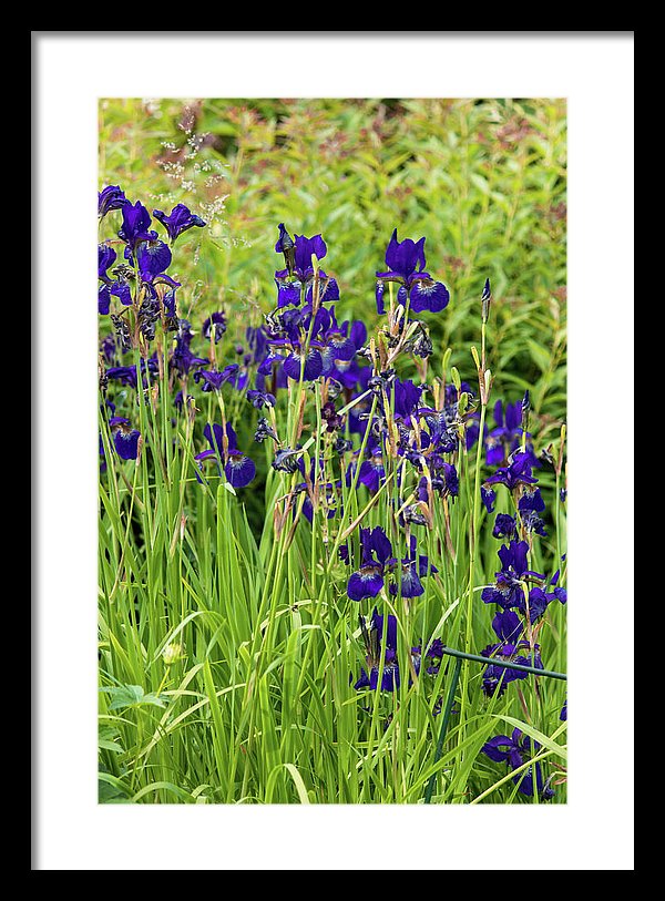 Blue Irises - Framed Print