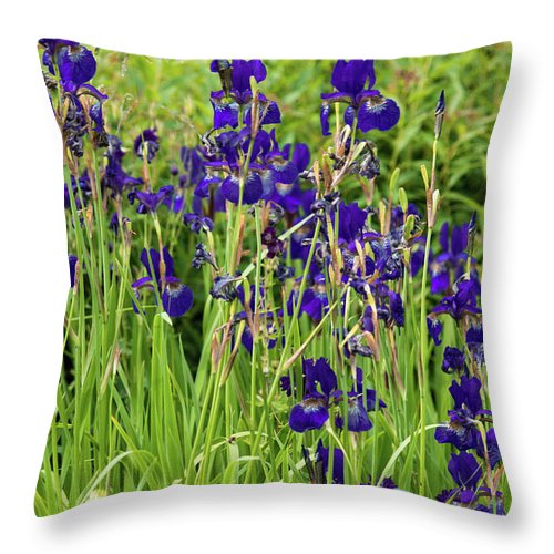 Blue Irises - Throw Pillow