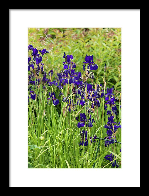 Blue Irises - Framed Print