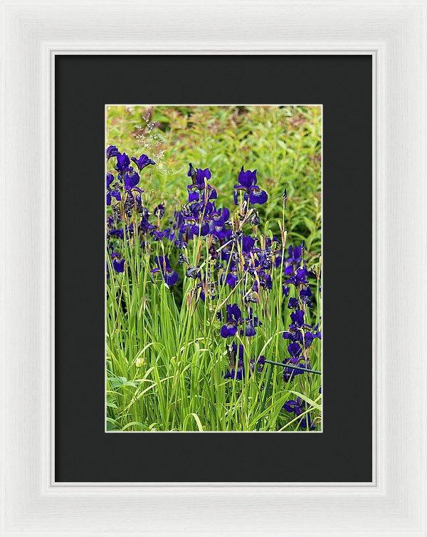 Blue Irises - Framed Print