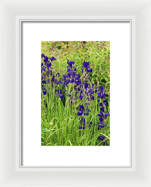 Blue Irises - Framed Print