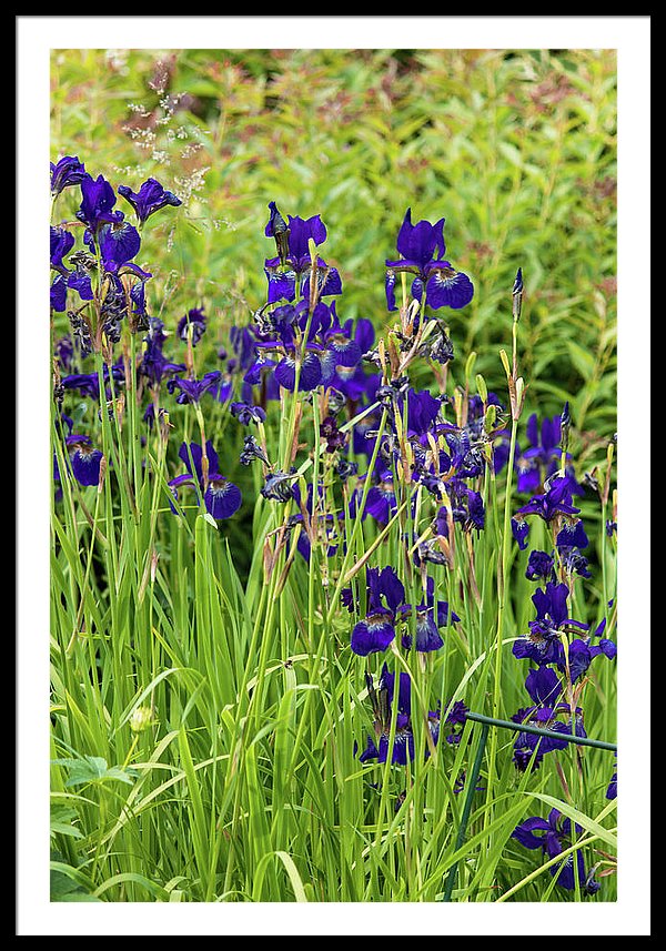 Blue Irises - Framed Print