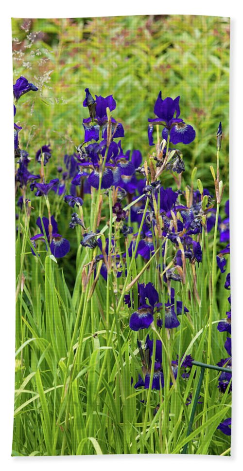 Blue Irises - Beach Towel