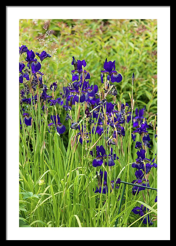 Blue Irises - Framed Print