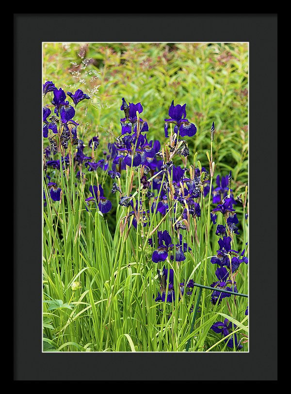 Blue Irises - Framed Print