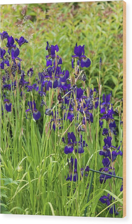 Blue Irises - Wood Print