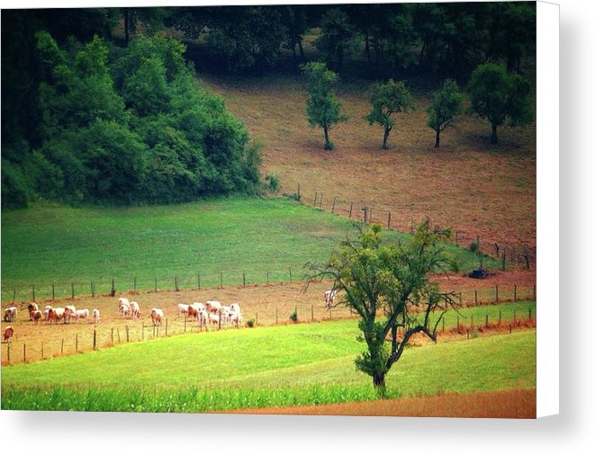 Countryside Landscape - Canvas Print