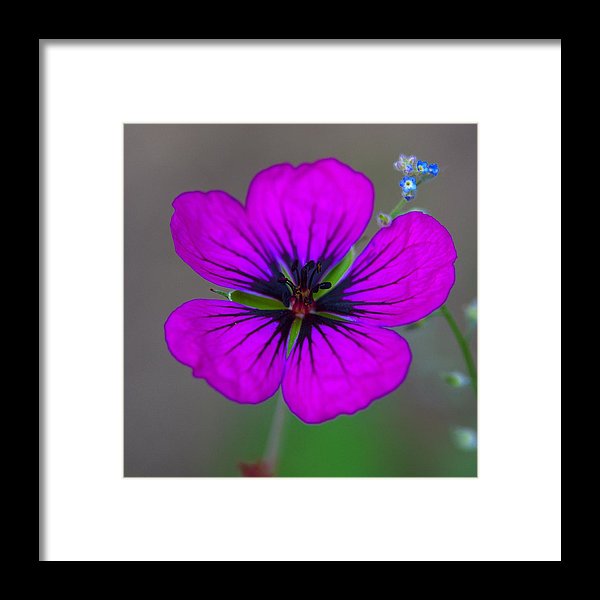 Delicate Beauty - Framed Print