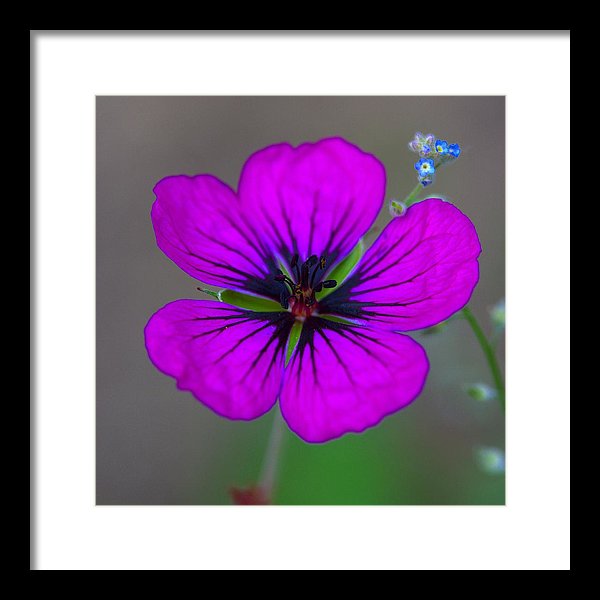 Delicate Beauty - Framed Print