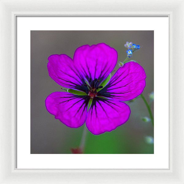 Delicate Beauty - Framed Print