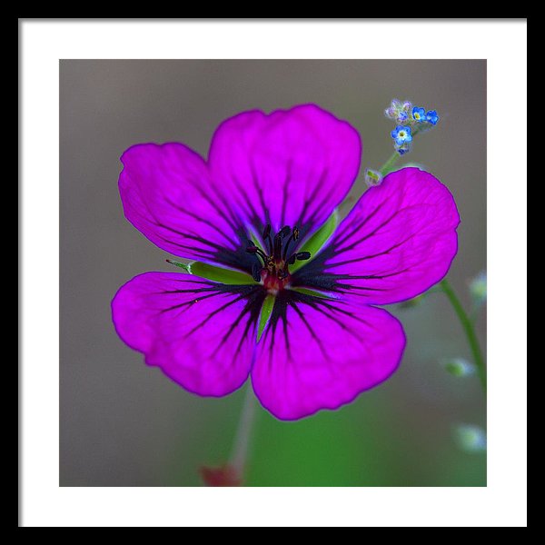 Delicate Beauty - Framed Print