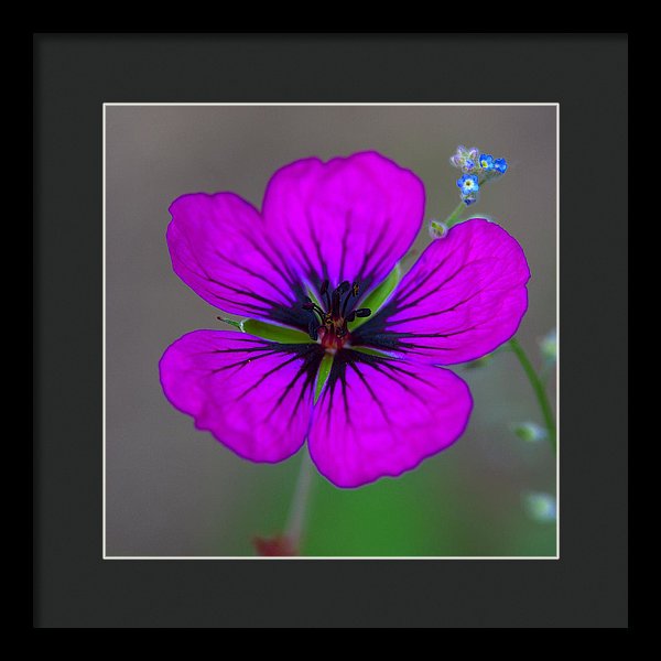 Delicate Beauty - Framed Print