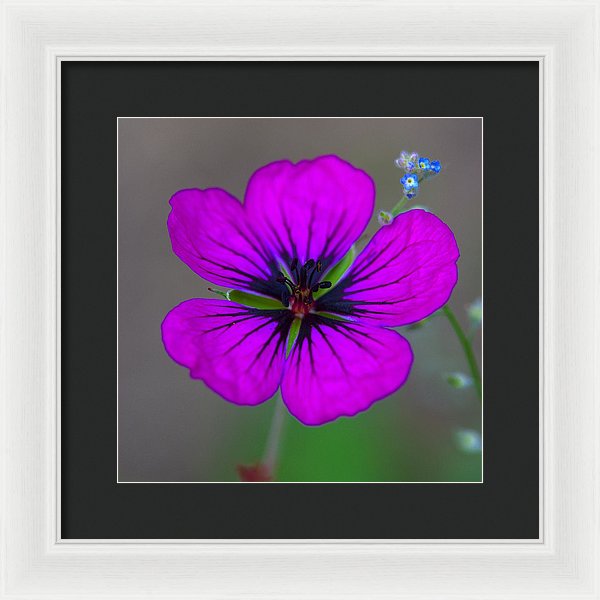 Delicate Beauty - Framed Print