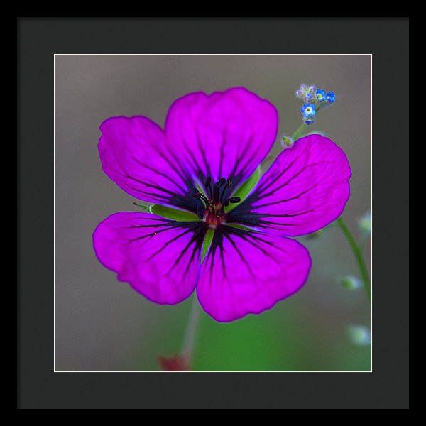 Delicate Beauty - Framed Print