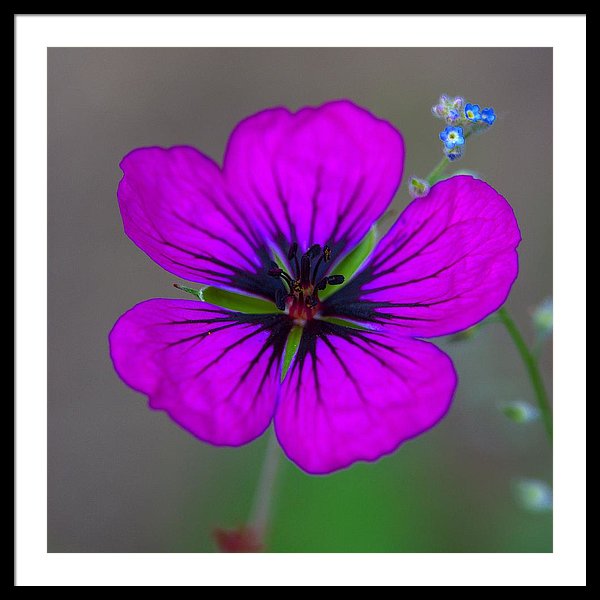 Delicate Beauty - Framed Print