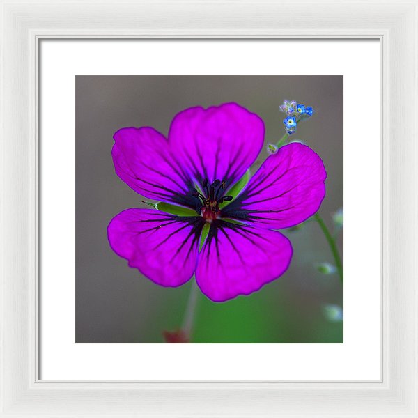 Delicate Beauty - Framed Print