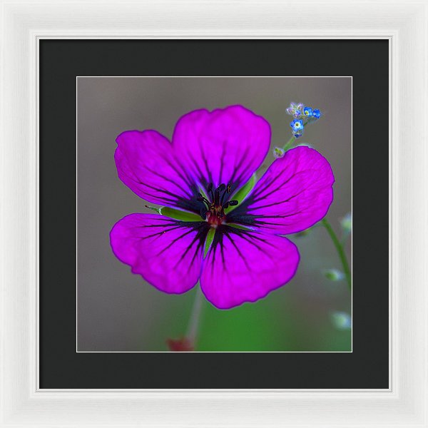 Delicate Beauty - Framed Print