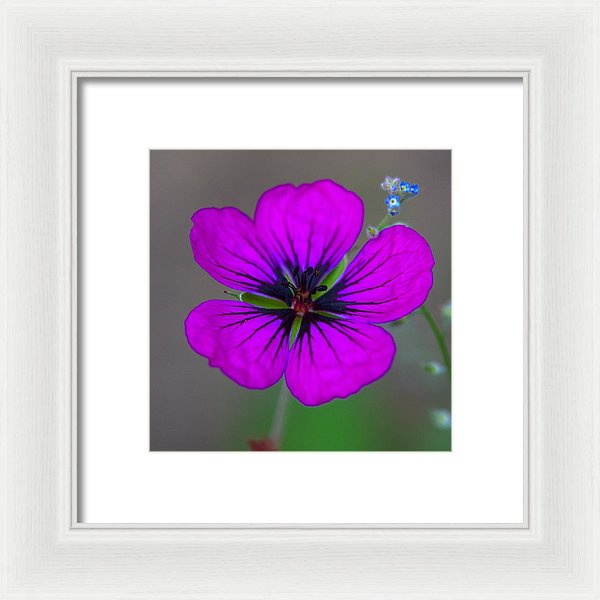 Delicate Beauty - Framed Print