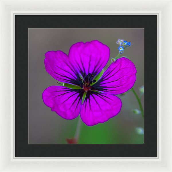 Delicate Beauty - Framed Print