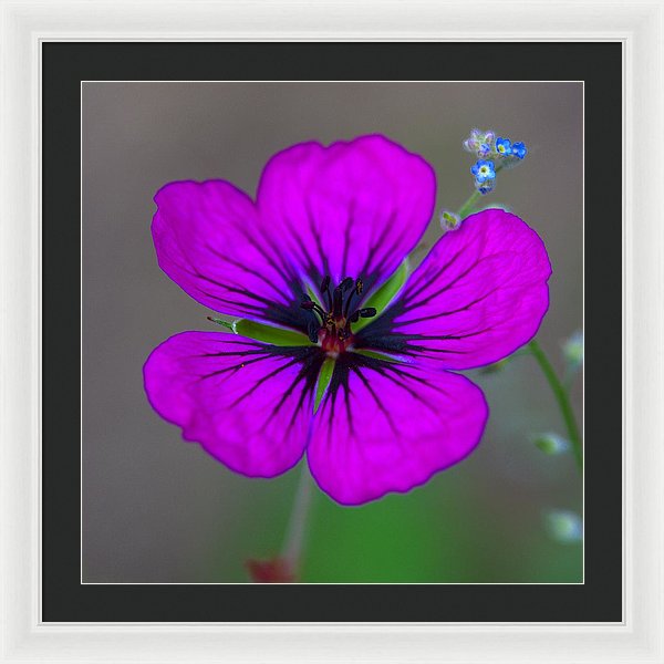 Delicate Beauty - Framed Print