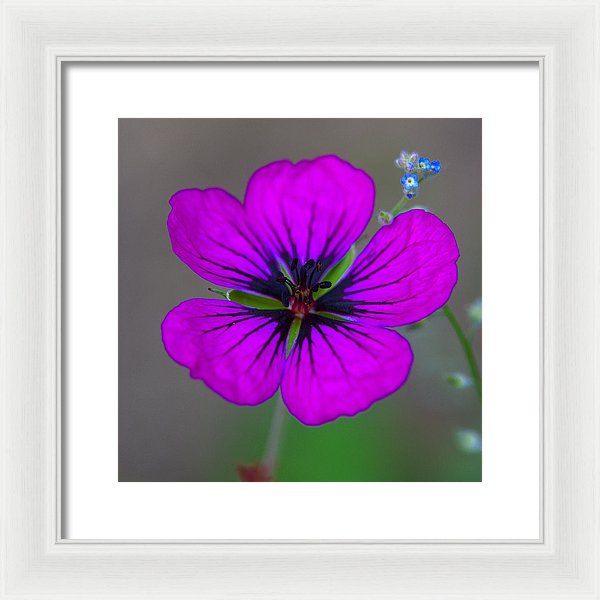 Delicate Beauty - Framed Print