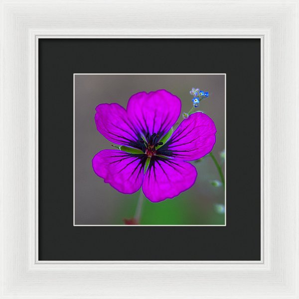 Delicate Beauty - Framed Print