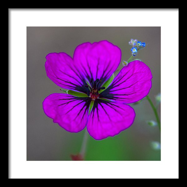 Delicate Beauty - Framed Print