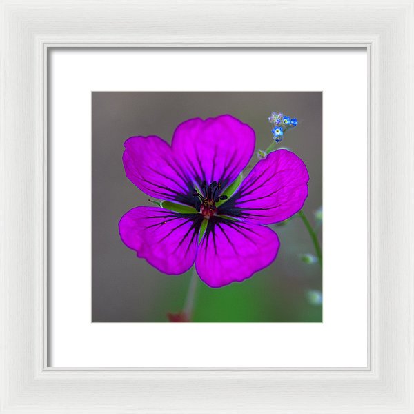 Delicate Beauty - Framed Print