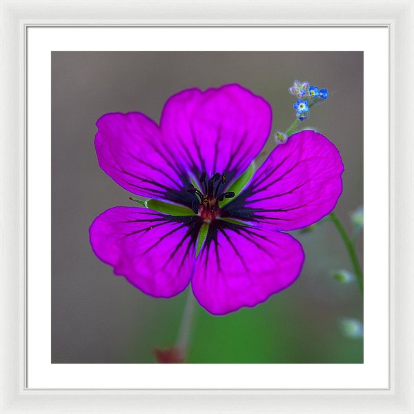 Delicate Beauty - Framed Print