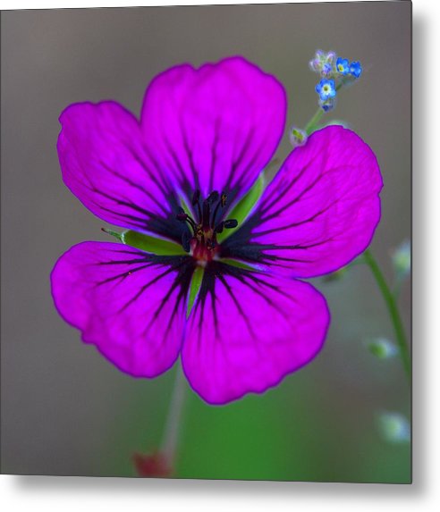 Delicate Beauty - Metal Print