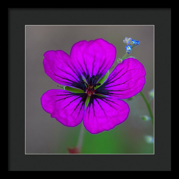 Delicate Beauty - Framed Print