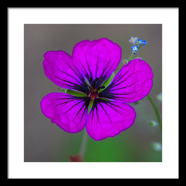 Delicate Beauty - Framed Print