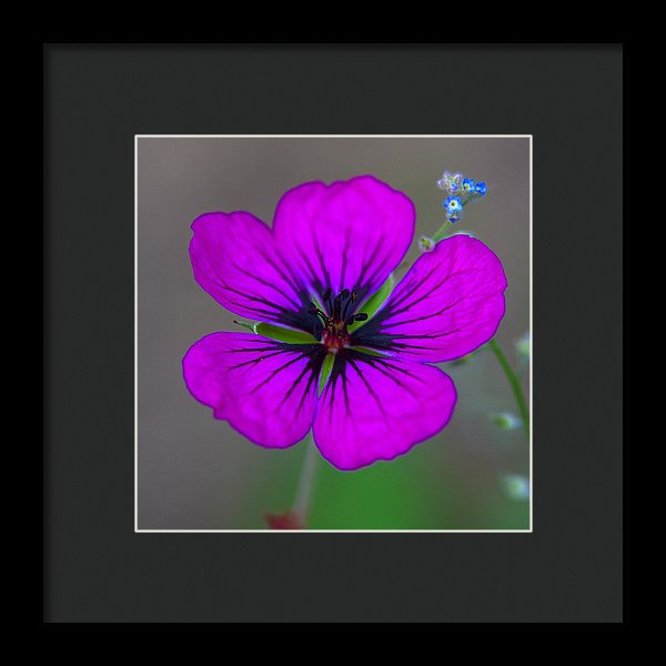 Delicate Beauty - Framed Print